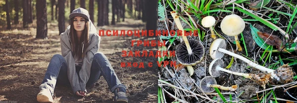 стаф Абаза